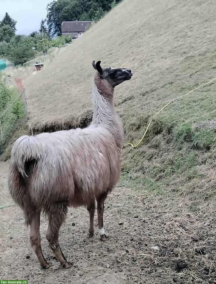 Bild 2: Zu verkaufen: Lamas suchen ein neues Zuhause