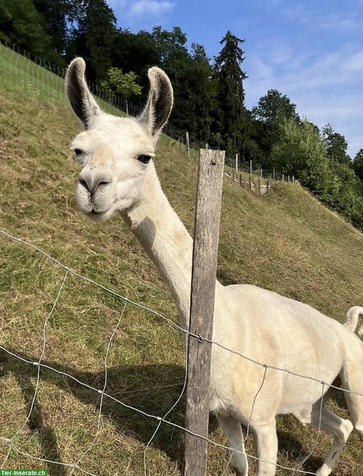 Bild 3: Zu verkaufen: Lamas suchen ein neues Zuhause