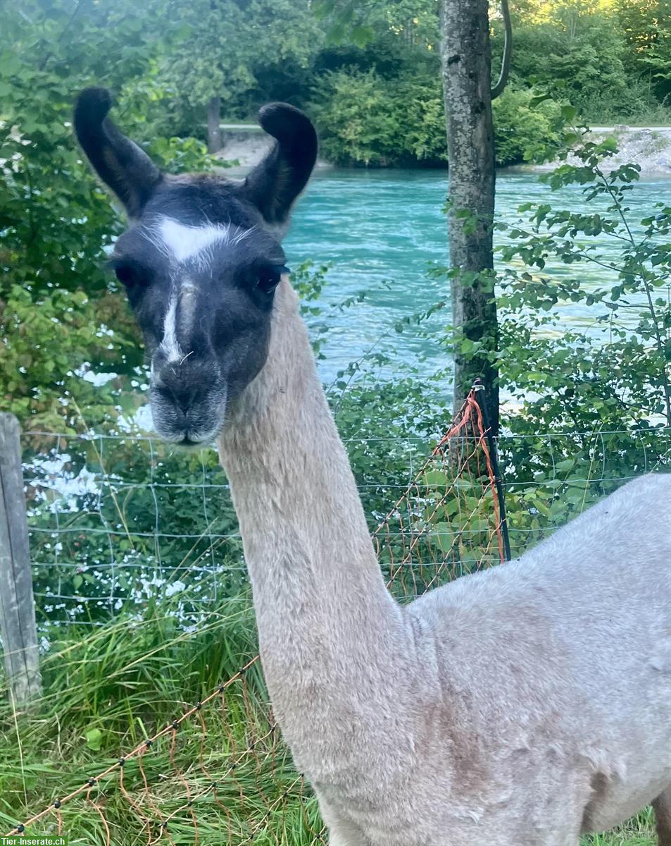 Bild 4: Zu verkaufen: Lamas suchen ein neues Zuhause