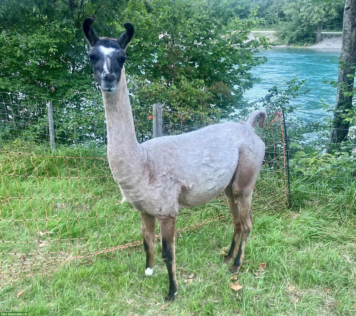 Bild 5: Zu verkaufen: Lamas suchen ein neues Zuhause