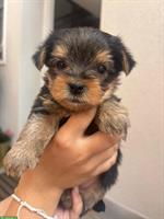 Yorkshire Terrier Welpen suchen ein Zuhause