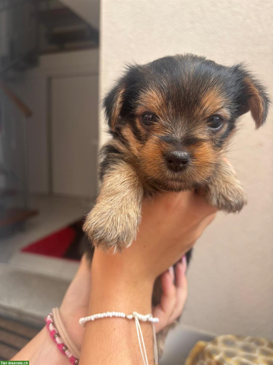 Bild 2: Yorkshire Terrier Welpen suchen ein Zuhause