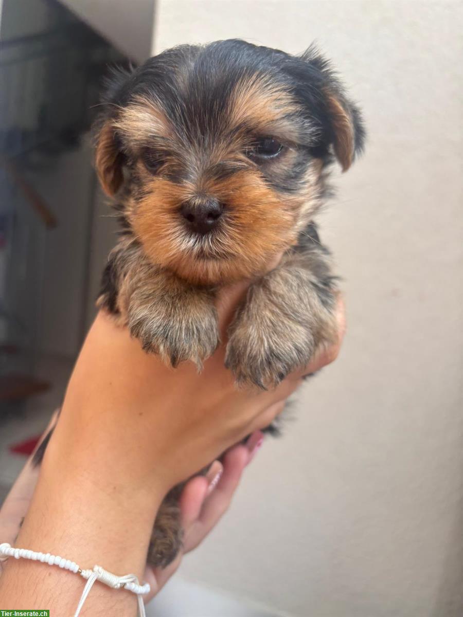 Bild 3: Yorkshire Terrier Welpen suchen ein Zuhause