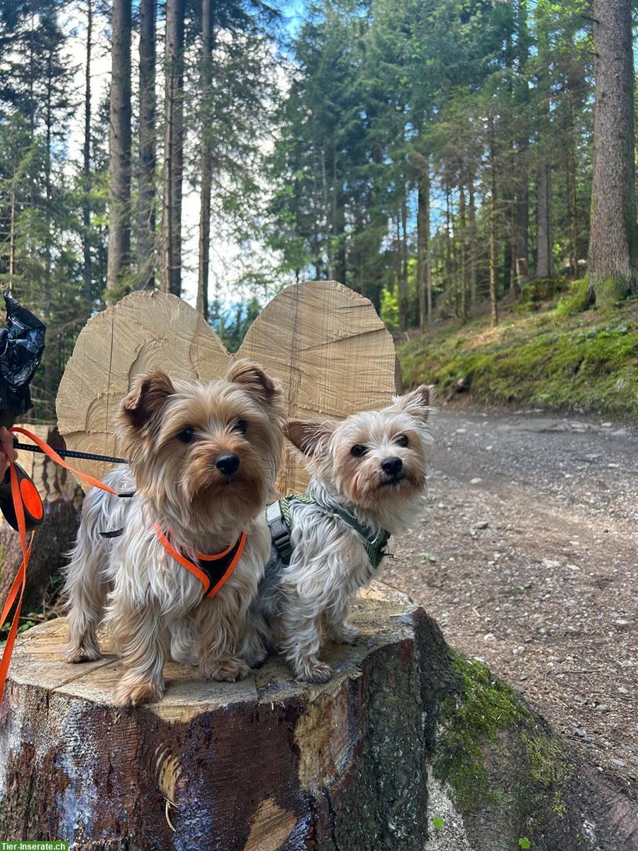 Bild 4: Yorkshire Terrier Welpen suchen ein Zuhause