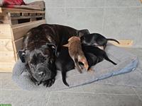 Cane Corso Italiano Welpen suchen Zuhause