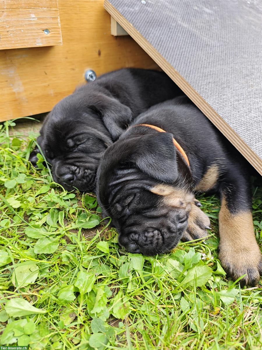 Bild 2: Cane Corso Italiano Welpen suchen Zuhause
