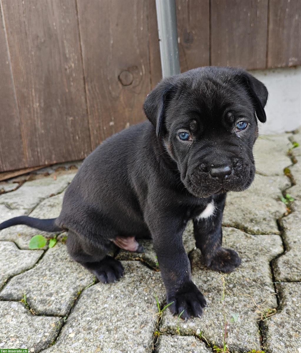 Bild 3: Cane Corso Italiano Welpen suchen Zuhause