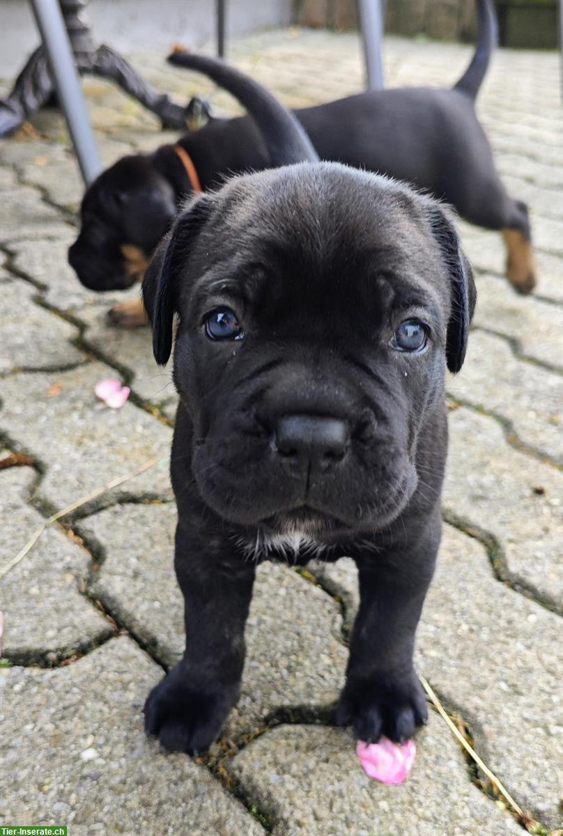 Bild 4: Cane Corso Italiano Welpen suchen Zuhause