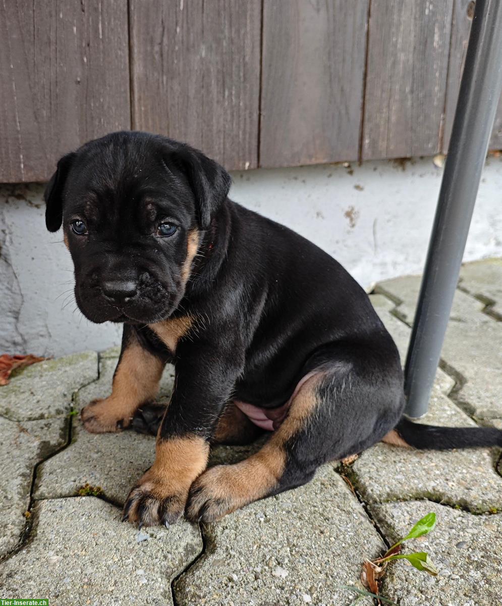Bild 5: Cane Corso Italiano Welpen suchen Zuhause
