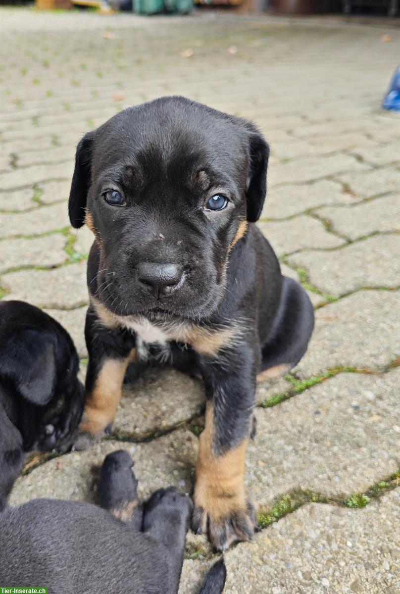 Bild 6: Cane Corso Italiano Welpen suchen Zuhause