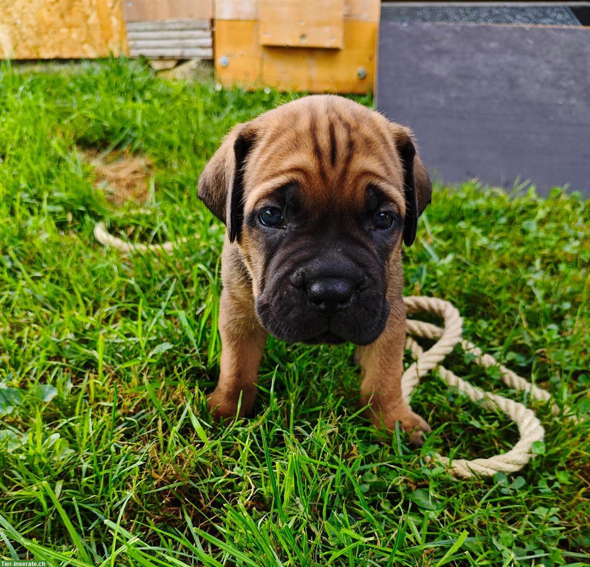 Bild 7: Cane Corso Italiano Welpen suchen Zuhause