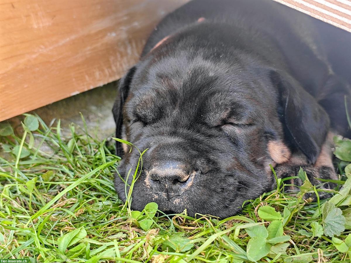 Bild 8: Cane Corso Italiano Welpen suchen Zuhause
