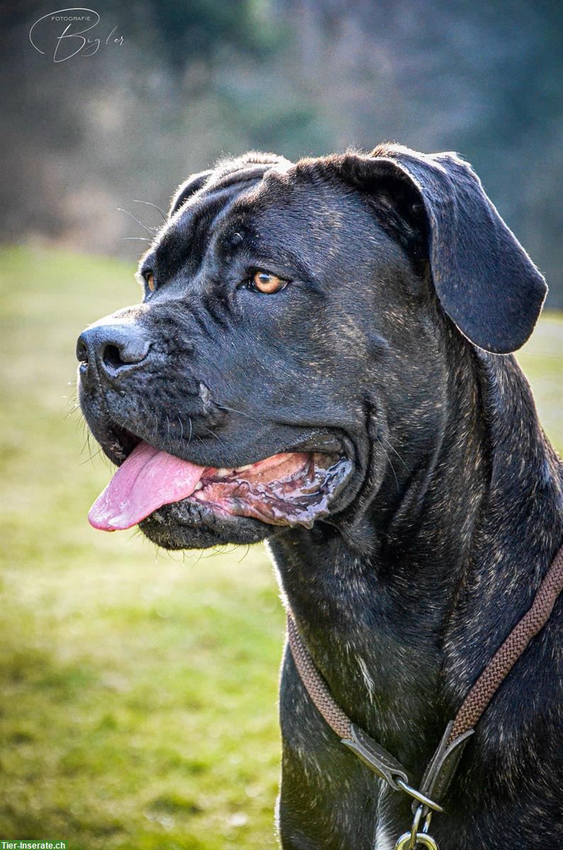 Bild 9: Cane Corso Italiano Welpen suchen Zuhause