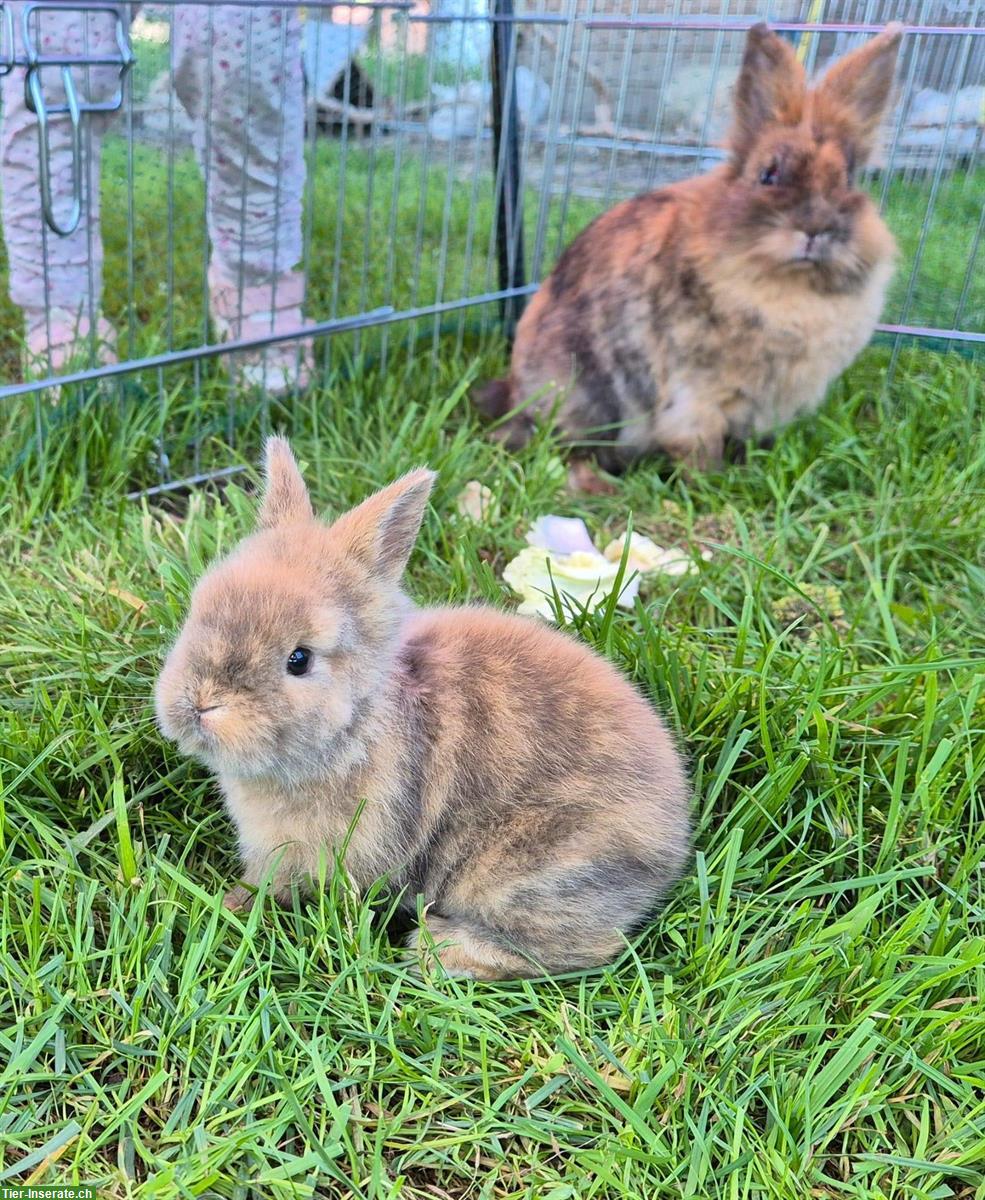 Süsses Löwenkopf Zwergkaninchen, männlich