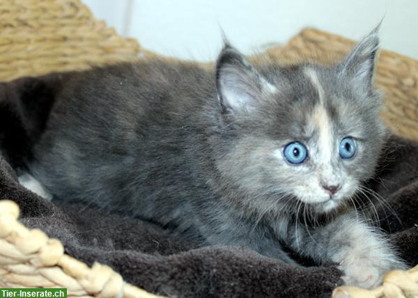 Bild 2: Norwegische Waldkatzen Kitten abzugeben