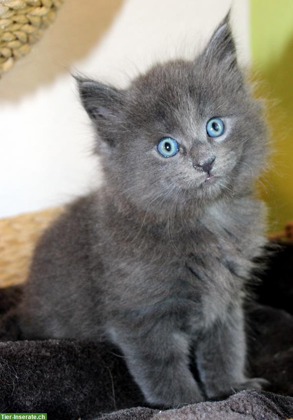 Bild 3: Norwegische Waldkatzen Kitten abzugeben