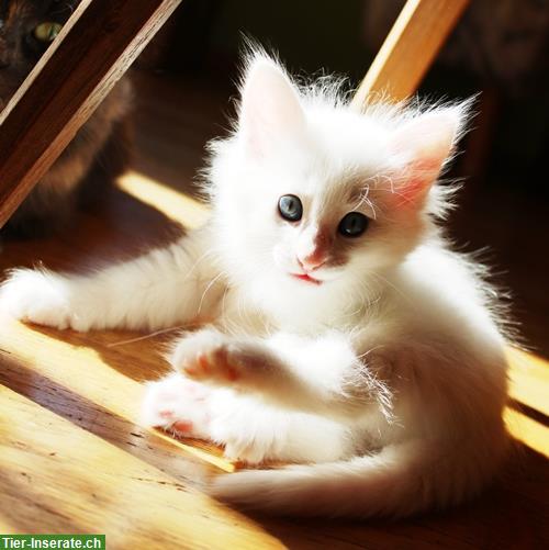 Bild 4: Norwegische Waldkatzen Kitten abzugeben