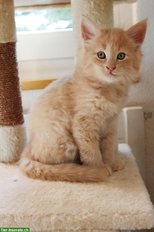 Bild 5: Norwegische Waldkatzen Kitten abzugeben