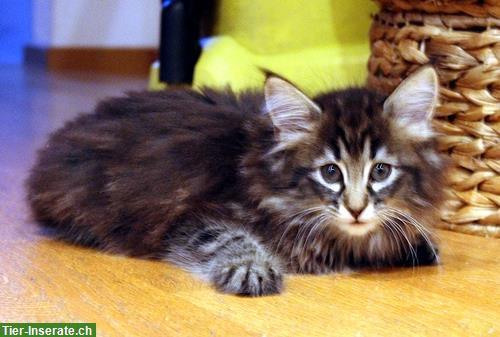 Bild 6: Norwegische Waldkatzen Kitten abzugeben