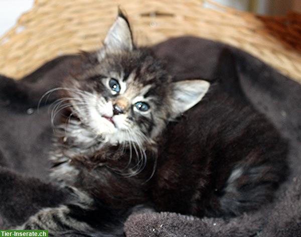 Bild 7: Norwegische Waldkatzen Kitten abzugeben