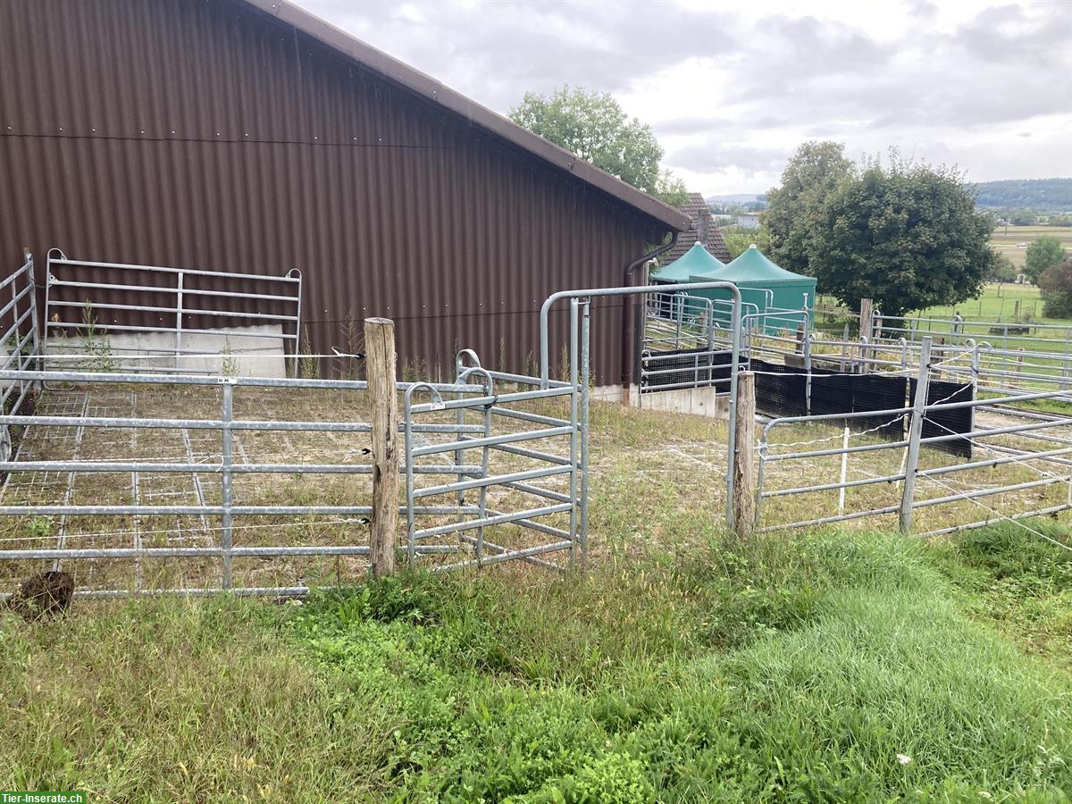 Bild 5: Selbstversorger Offenstall in Bellach