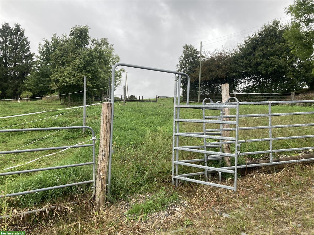 Bild 7: Selbstversorger Offenstall in Bellach