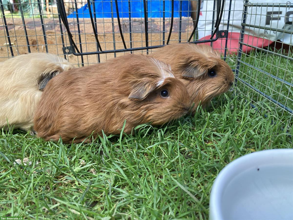 Junge Meerschweinchen Frühkastrate zu verkaufen