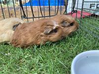 Junge Meerschweinchen Frühkastrate zu verkaufen