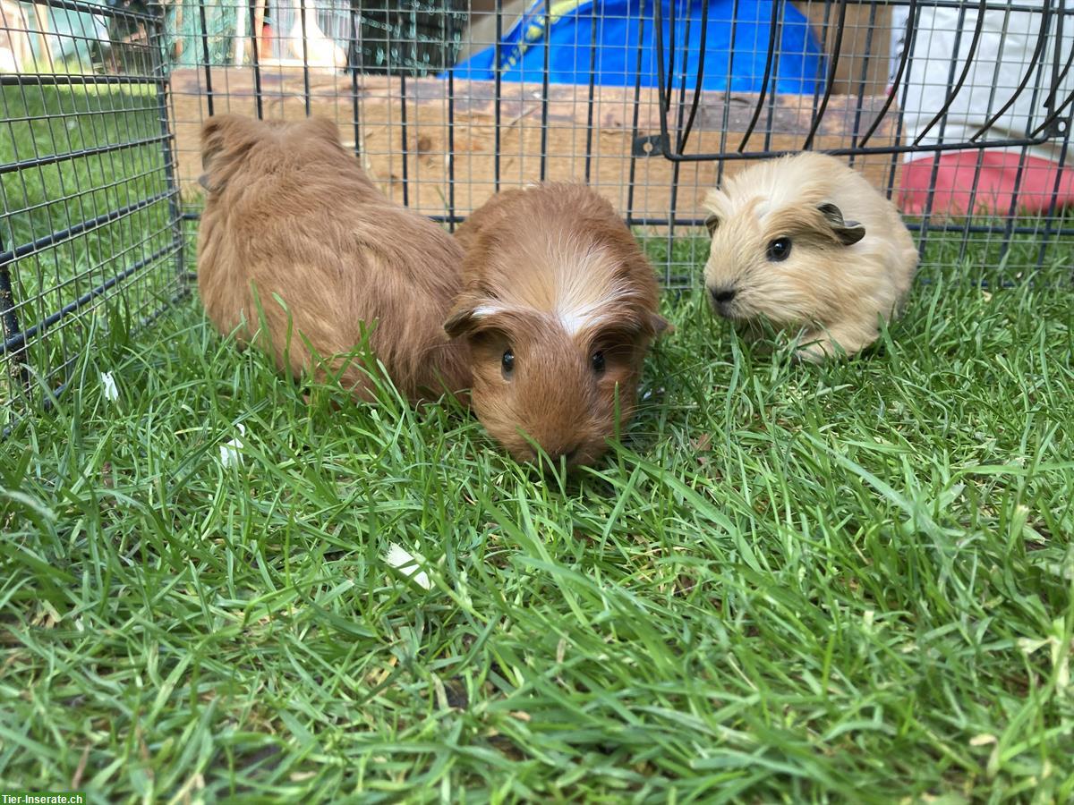 Bild 2: Junge Meerschweinchen Frühkastrate zu verkaufen
