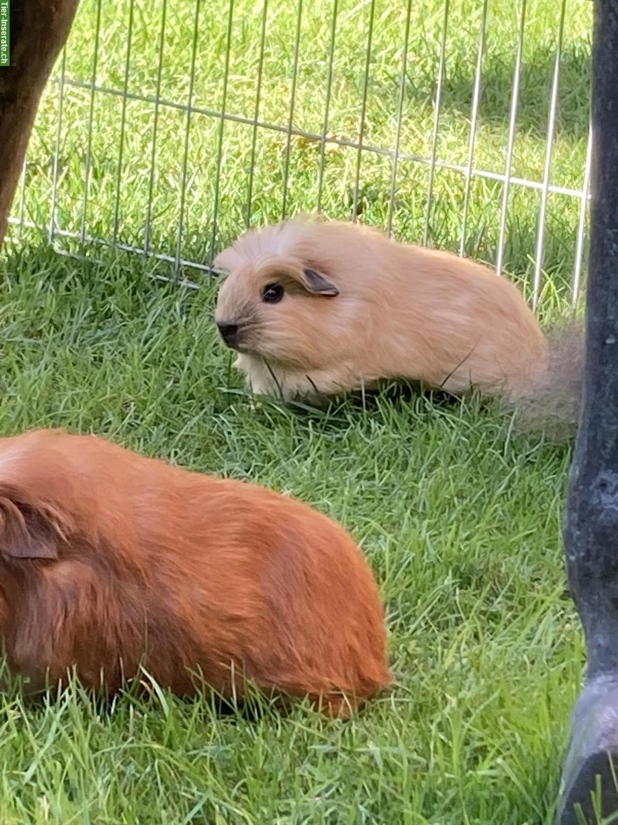 Bild 3: Junge Meerschweinchen Frühkastrate zu verkaufen