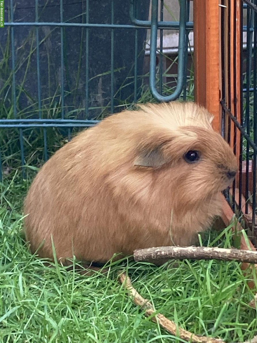 Bild 4: Junge Meerschweinchen Frühkastrate zu verkaufen
