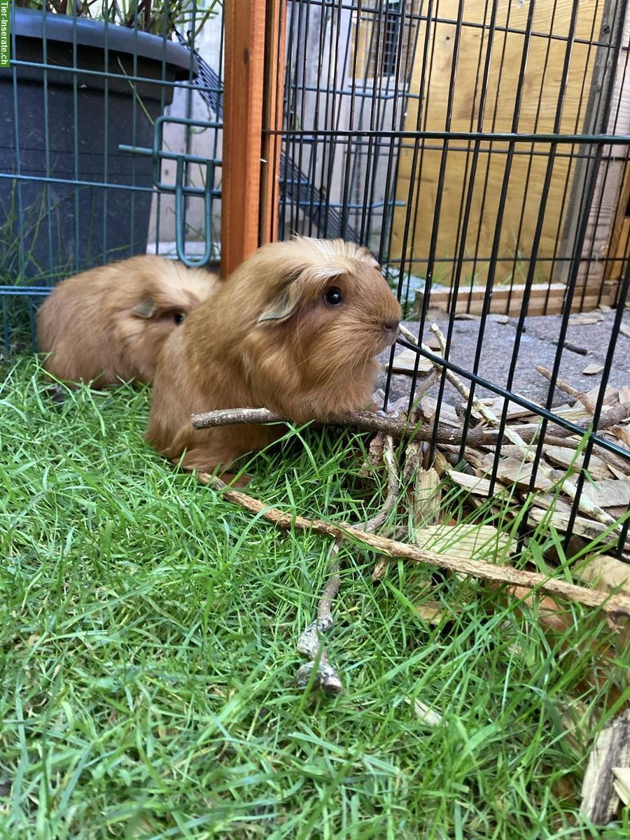 Bild 5: Junge Meerschweinchen Frühkastrate zu verkaufen