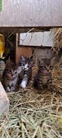 Bauernhof Katzen (Kitten) abzugeben