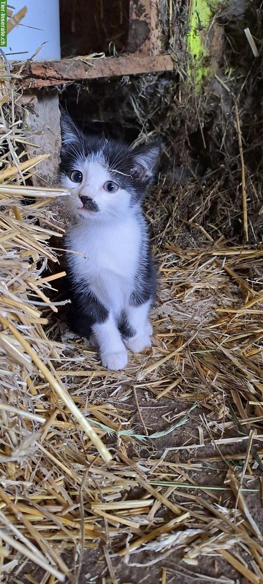 Bild 2: Bauernhof Katzen (Kitten) abzugeben