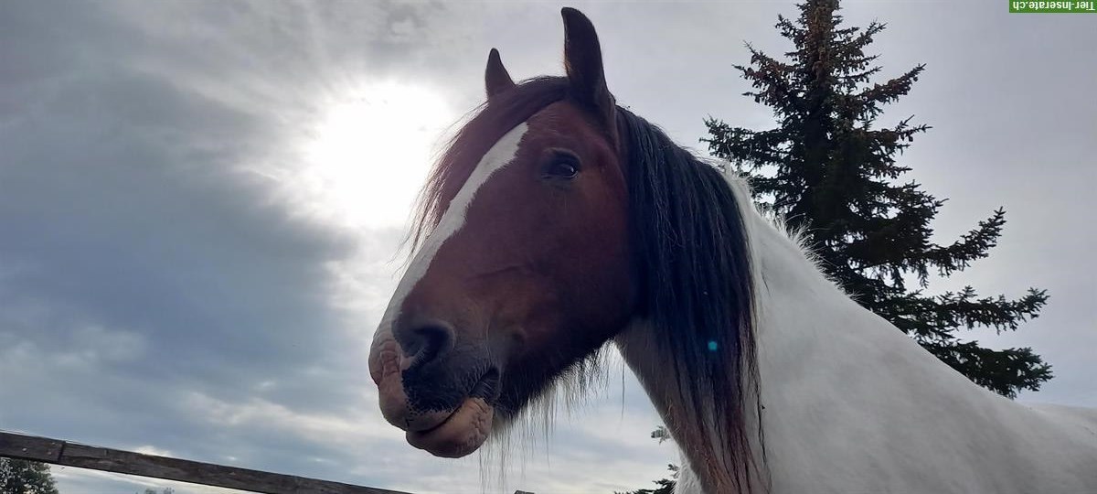 Liebe Irish Cob Stute, 17-jährig, 160cm gross