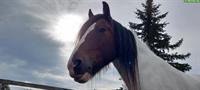 Liebe Irish Cob Stute, 17-jährig, 160cm gross