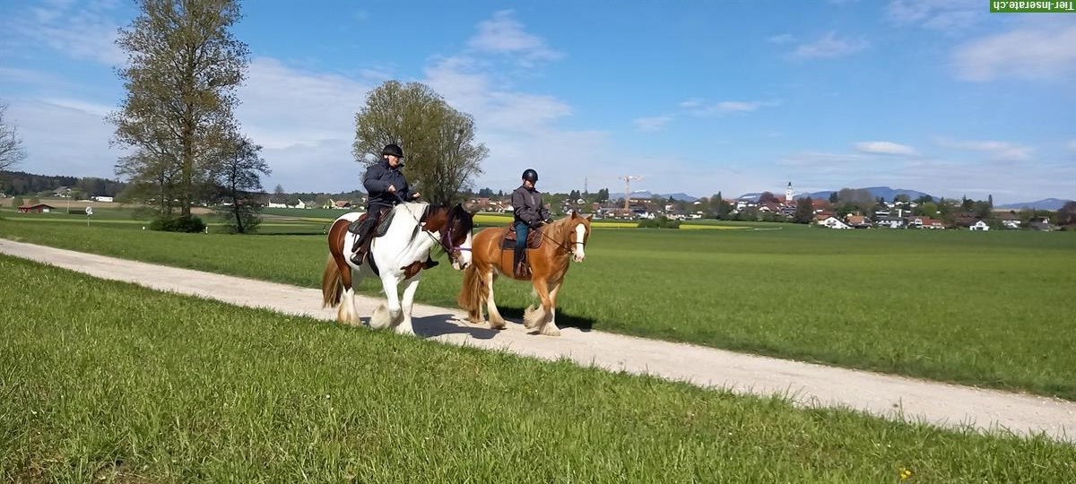 Bild 2: Liebe Irish Cob Stute, 17-jährig, 160cm gross