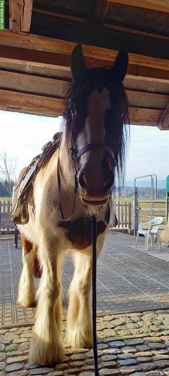 Bild 4: Liebe Irish Cob Stute, 17-jährig, 160cm gross