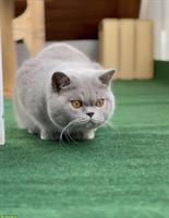 2 BKH Katzen 1,5-jährig mit Stammbaum