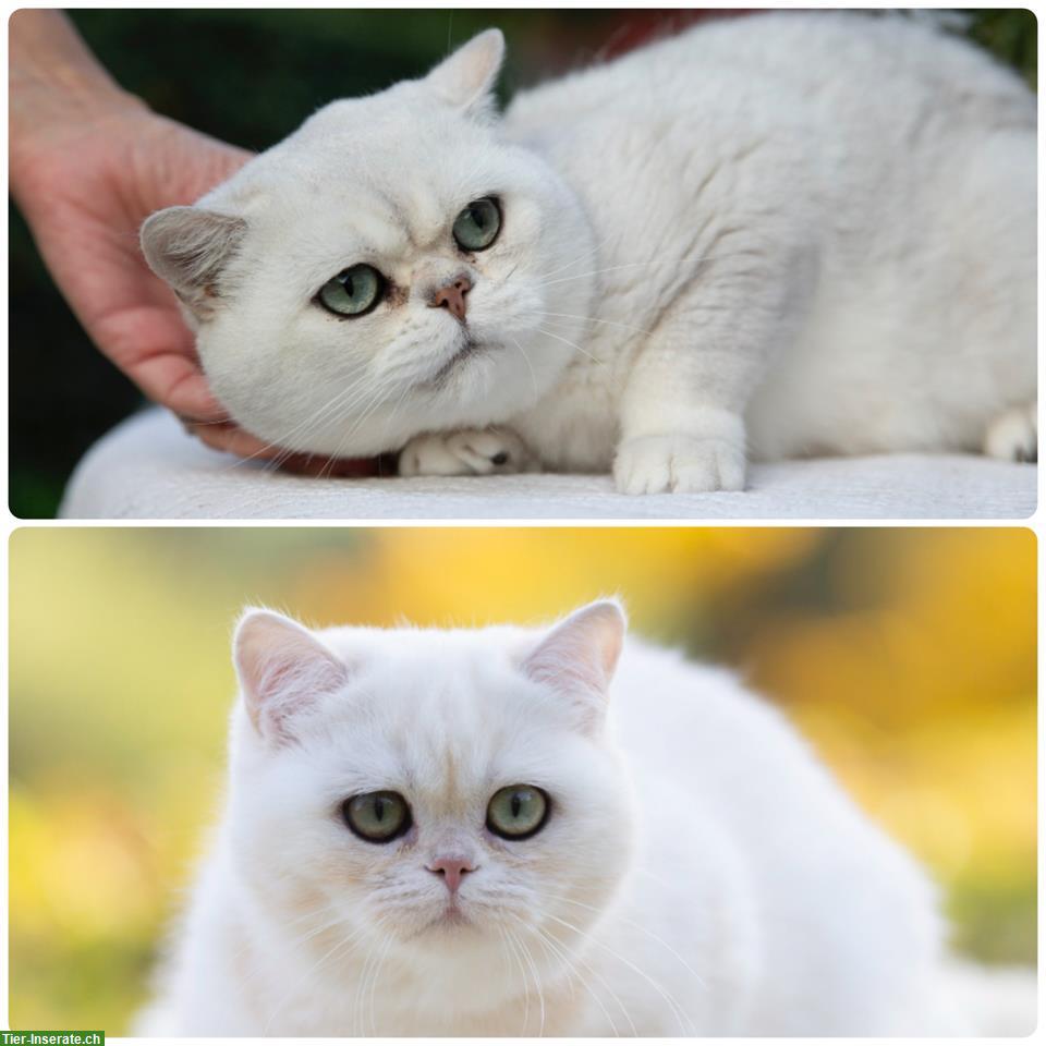 Bild 3: BKH Katzen 1,5 bis 2-jährig mit Stammbaum