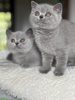 BKH Kitten in Blue, blue bicolor, cinnamon bicolor, red bicolor