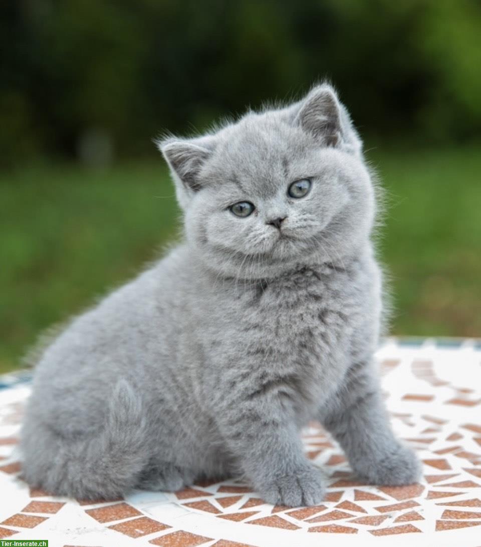 Bild 4: BKH Kitten in Blue, blue bicolor, cinnamon bicolor, red bicolor