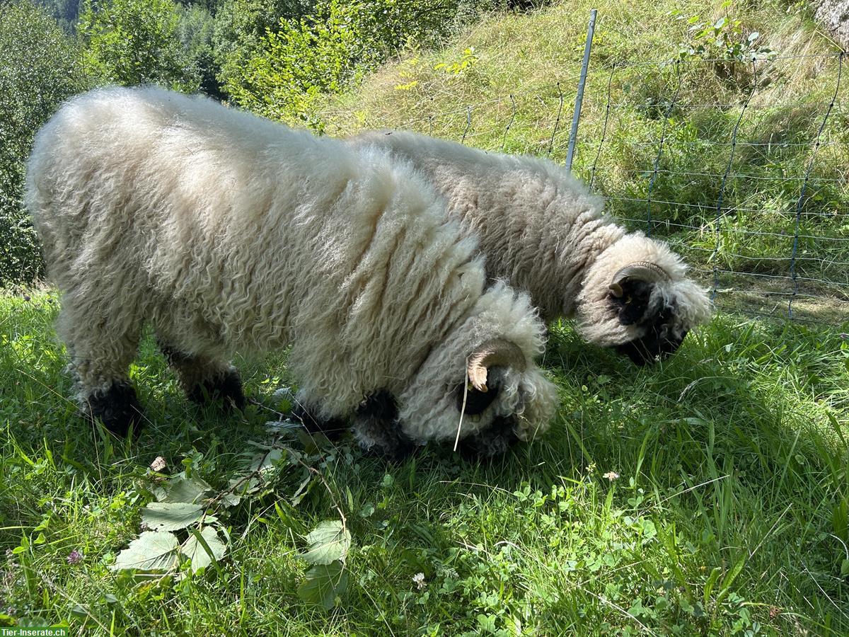 Weibliche Walliser Schwarznasenschafe zu verkaufen