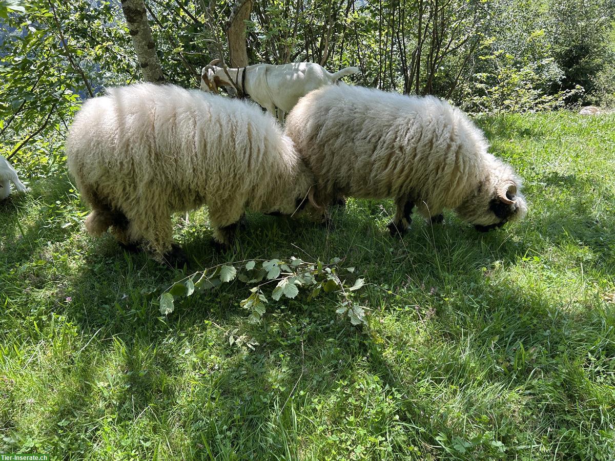 Bild 3: Weibliche Walliser Schwarznasenschafe zu verkaufen