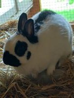 Zwergkaninchen Weibchen abzugeben