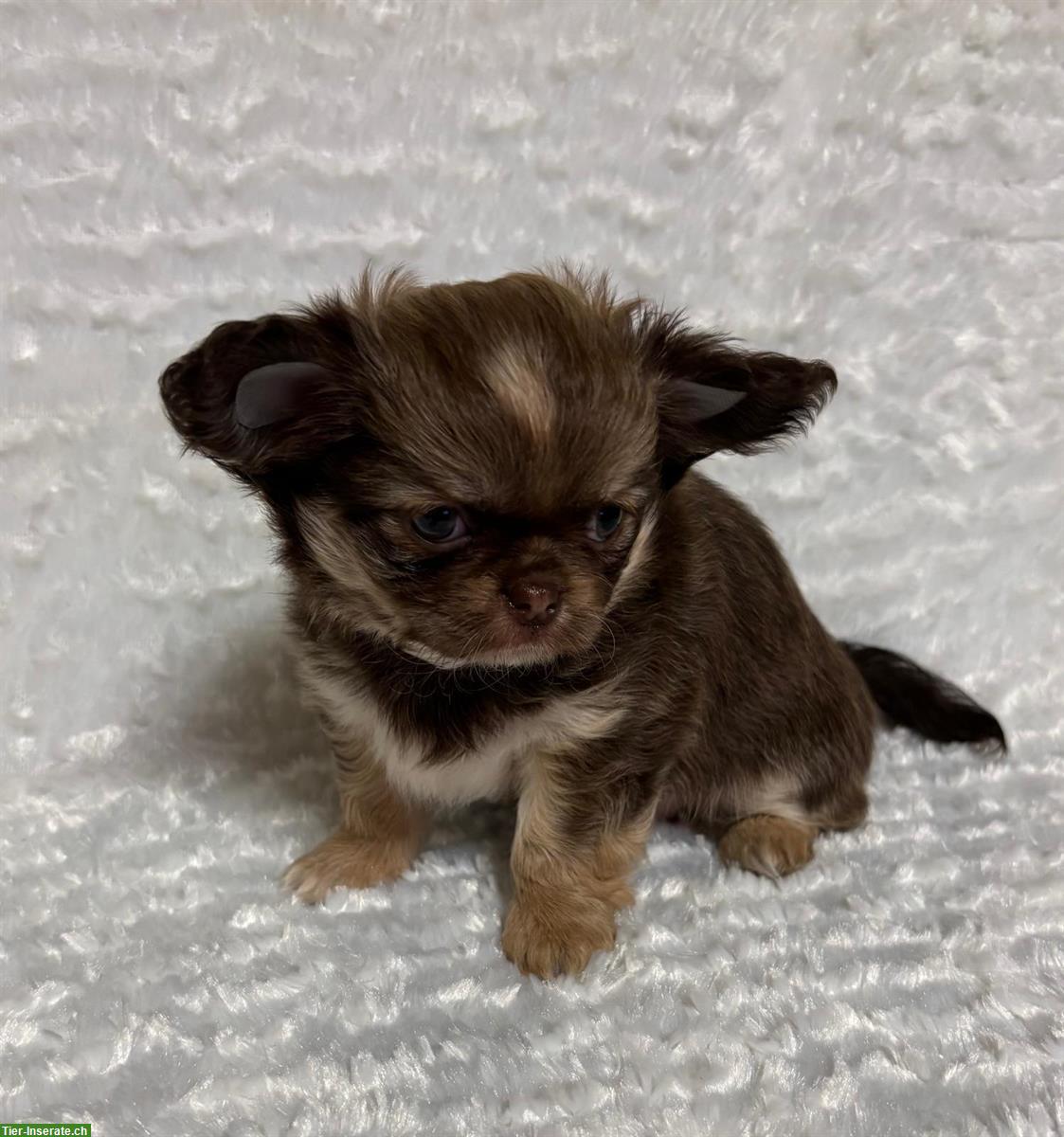 Langhaar Mini Chihuahua Hündin, 4 Monate, Schoko sable