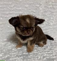 Langhaar Mini Chihuahua Hündin, 4 Monate, Schoko sable