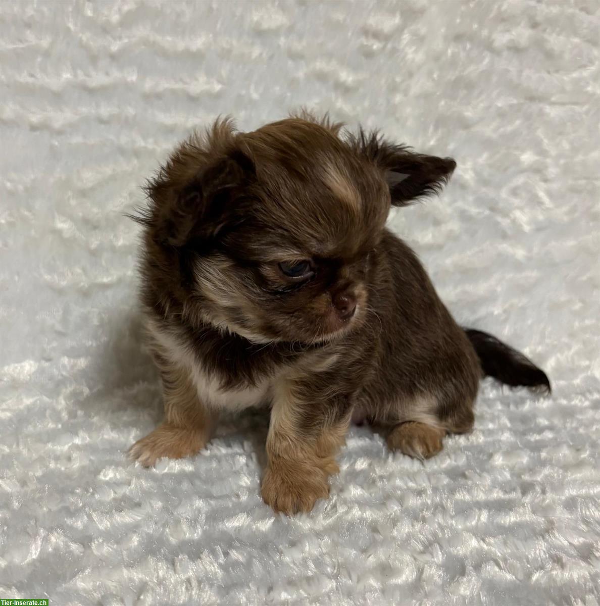 Bild 2: Langhaar Mini Chihuahua Hündin, 4 Monate, Schoko sable