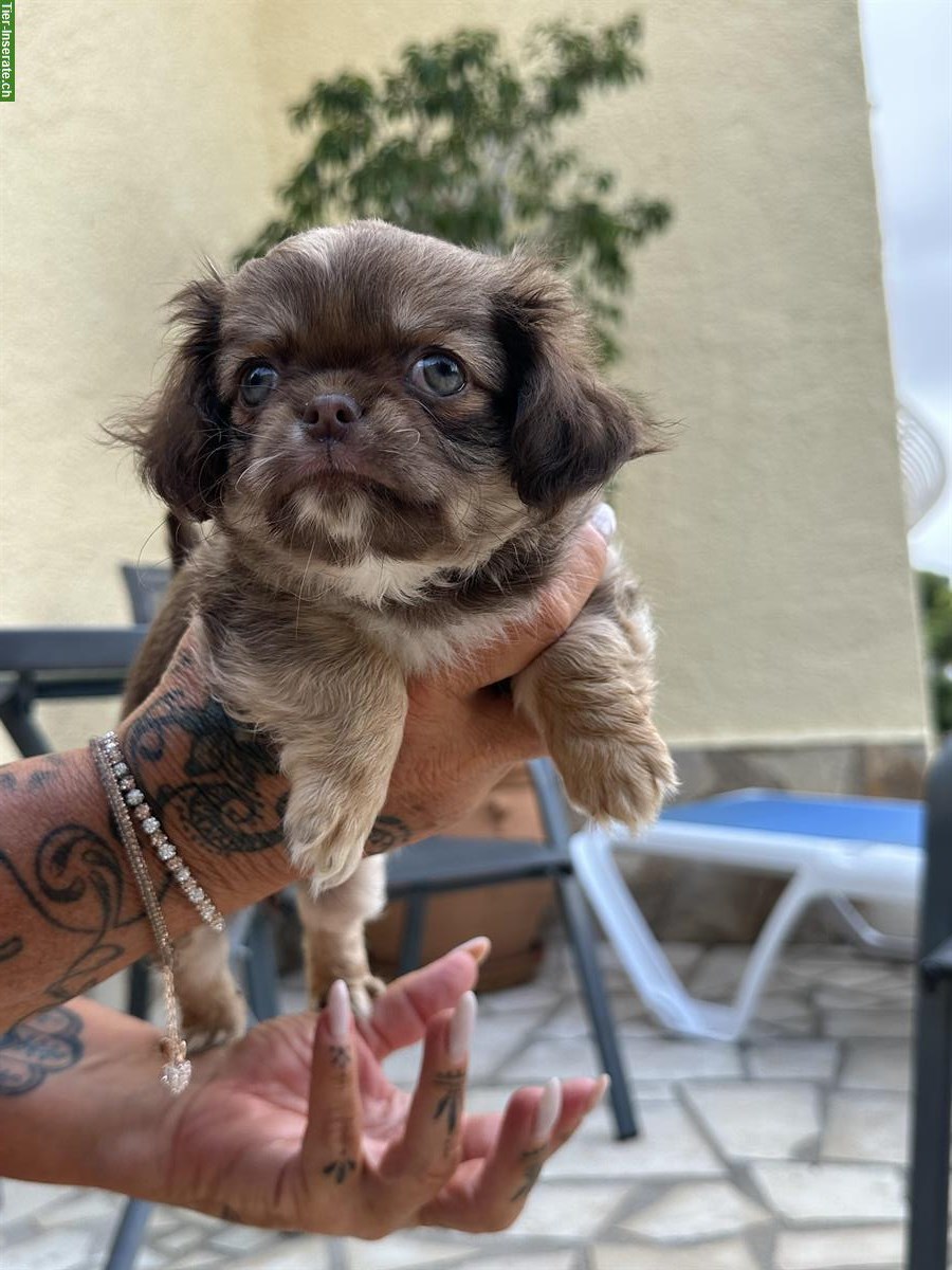 Bild 3: Langhaar Mini Chihuahua Hündin, 4 Monate, Schoko sable