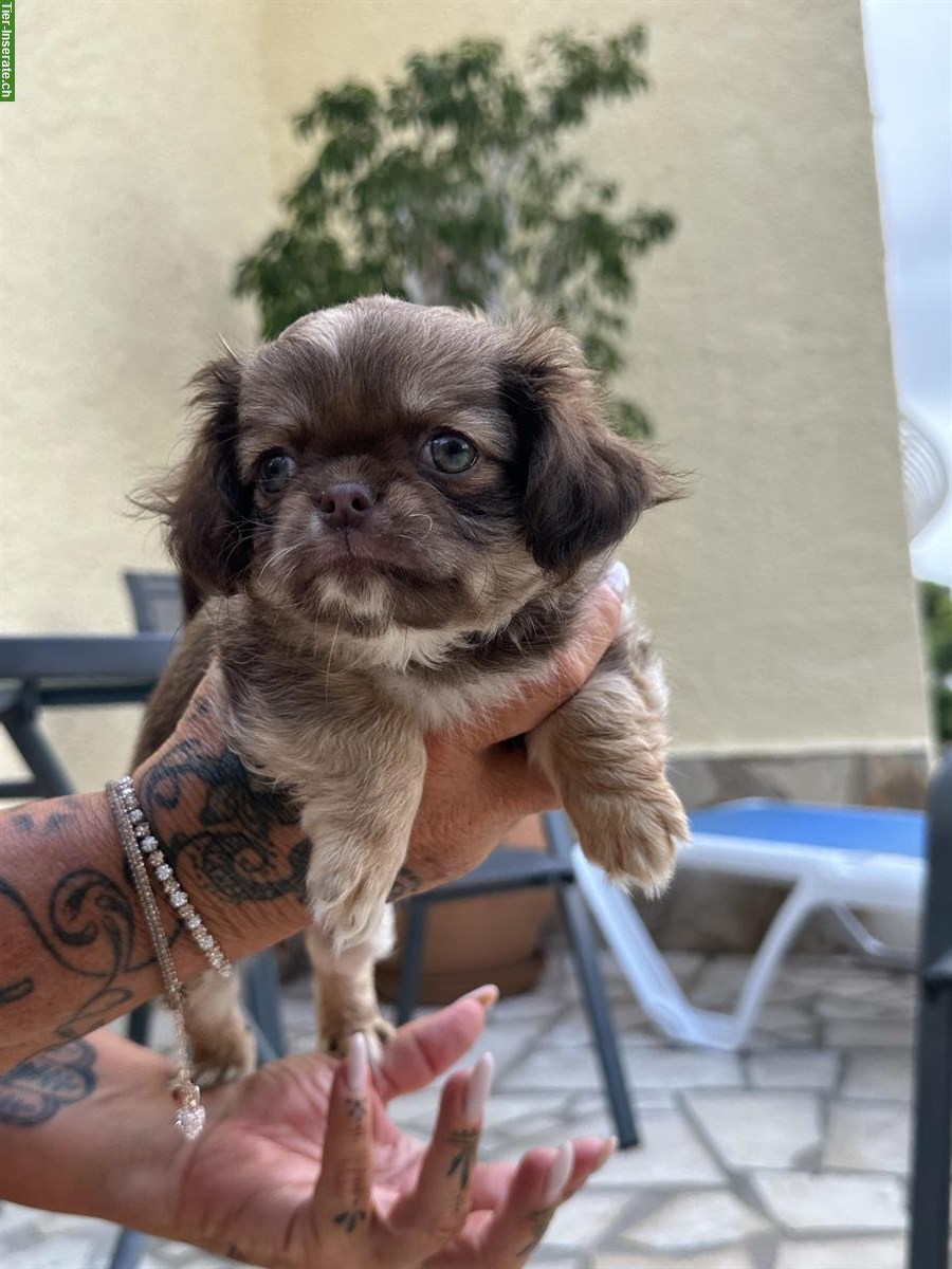 Bild 4: Langhaar Mini Chihuahua Hündin, 4 Monate, Schoko sable